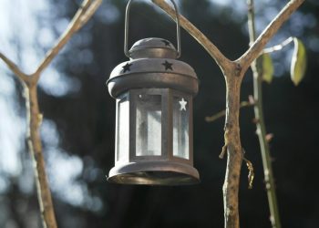 a light from a tree