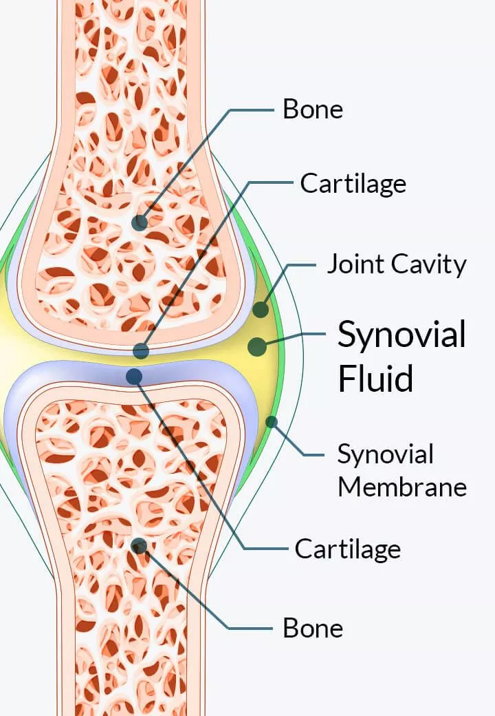How Does Joint Genesis Work