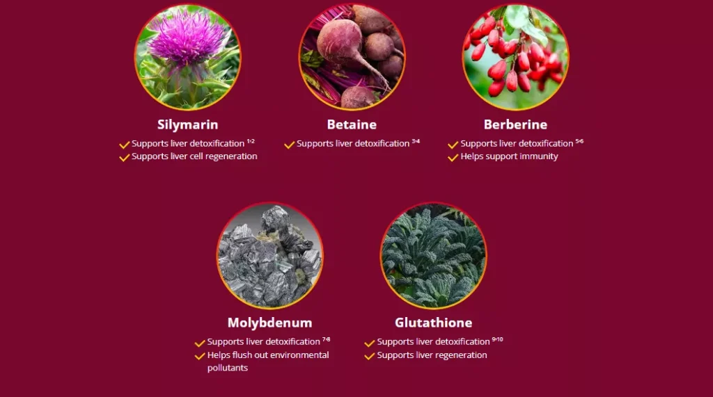 Hepatoburn Ingredients Behind the Formula