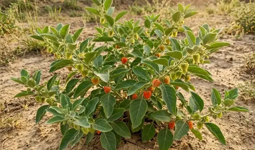 Lemon and Ashwagandha Water