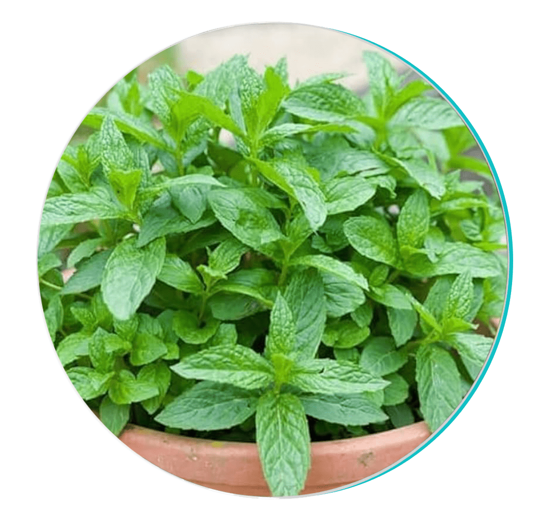 peppermint-Biodentex