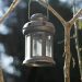 a light from a tree