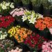 Grocery Store Flowers