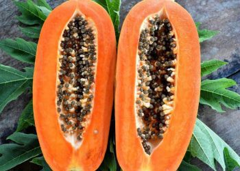 Is Papaya Good for Diabetes? Benefits, Risks, and More - BITUDI