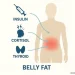 Belly Fat Hormones