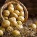 Potato Benefit