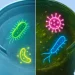 Water Bottle bacteria
