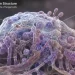 How to Get Rid of Candida Naturally: Understanding the Root Cause and Long-Term Prevention - Bitudi